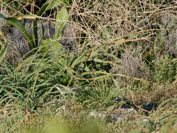 <h3><a href="/trips/kreta/biota/animalia/chordata/aves/040 passeriformes/108 muscicapidae/oenanthe oenanthe/oenanthe oenanthe-nl.html">Oenanthe&nbsp;oenanthe</a> / Northern&nbsp;wheatear / Tapuit</h3>OM-1 Mark II met OLYMPUS M.150-400mm F4.5 TC, 1/2000 sec  bij F11.0, ISO 2000, afstand 20.9&nbsp;m